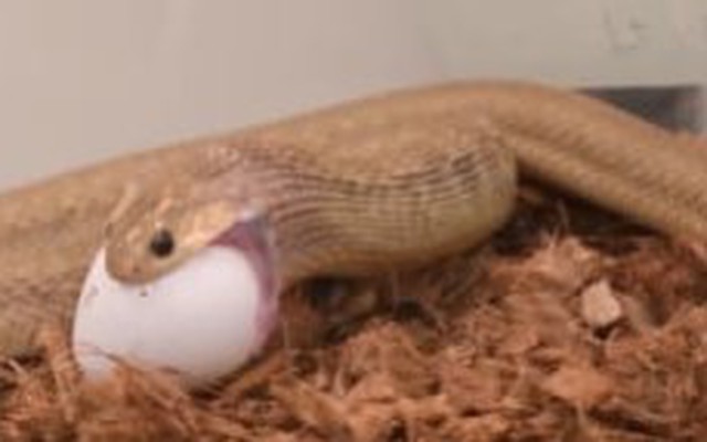 Loài rắn giữ kỷ lục về nuốt con mồi kích thước lớn