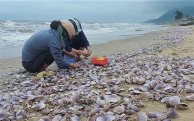 Hàng tấn sò tím dạt vào bờ biển Hà Tĩnh, người dân đổ xô nhặt 'lộc trời'