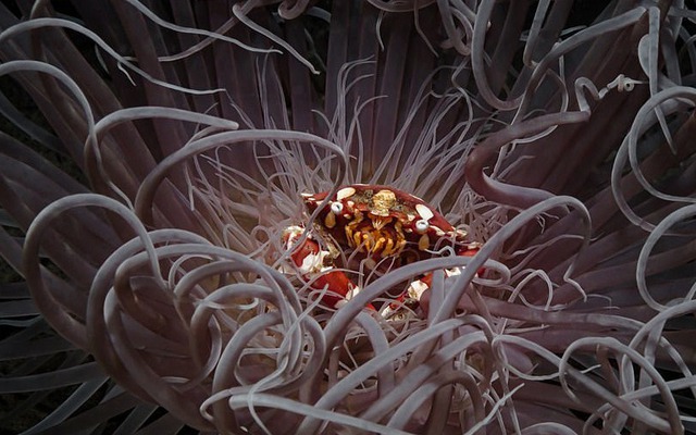 Ngắm những bức ảnh dưới nước đẹp nhất năm 2023: Đánh bại hàng ngàn tác phẩm để thắng giải nhiếp ảnh đại dương