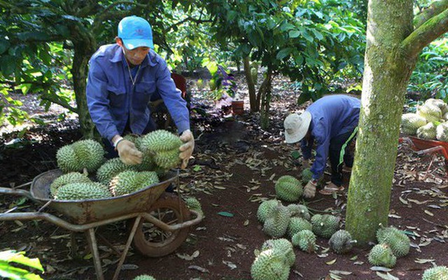 Thợ hái sầu riêng kiếm tiền triệu mỗi ngày