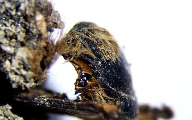 Giải mã xác ướp ong 3.000 năm tuổi