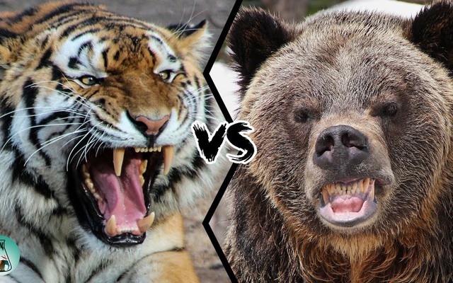 Gấu "liều mạng" quyết chiến hổ: Kết quả trận đấu nghẹt thở được định đoạt nhờ 3 tình huống