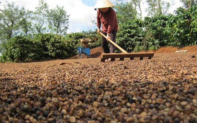 Loại hạt tỷ đô của Việt Nam từ Đông sang Tây ai cũng mê: Giá trong nước lập đỉnh lịch sử, nước ta xuất khẩu thứ 2 thế giới