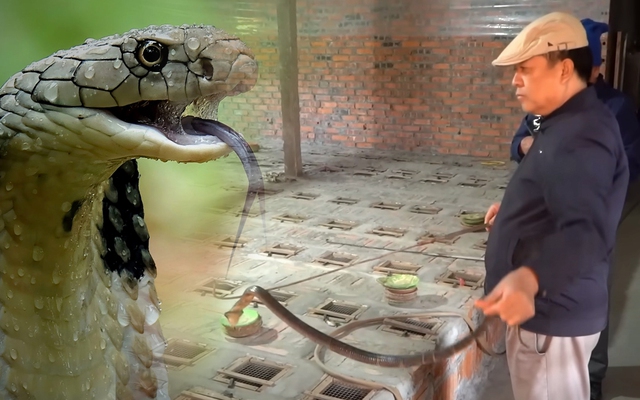Nhiều người đánh cược tính mạng để trở thành tỷ phú với nghề nuôi rắn "tử thần"