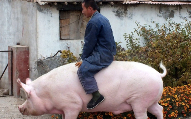 Độc lạ Trung Quốc: Xây ‘chung cư’ khổng lồ cho lợn, công nghệ giám sát như NASA, có con nặng 500kg to như gấu Bắc Cực