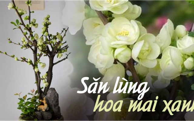 Lạ kỳ hoa mai có màu xanh ngọc lục bảo đang là hàng hiếm được chị em săn lùng chơi Tết năm nay