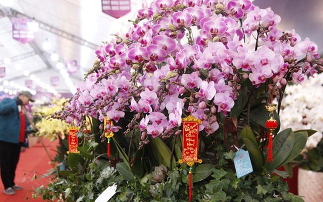 Ngắm chậu hoa lan dát vàng giá hơn 1,6 tỷ đồng ở Bắc Giang