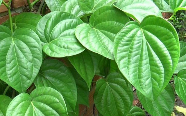 Loại lá được người Ấn Độ coi là "phương thuốc tuyệt vời", Việt Nam có nhiều nhưng ít người dùng