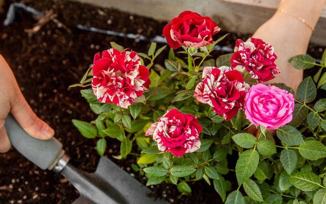 4 loại hoa vô cùng thích hợp để trồng trong nhà dịp Tết Nguyên đán