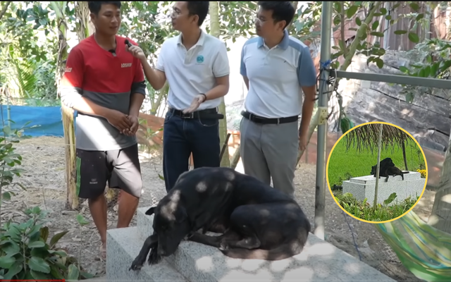Người nước ngoài tò mò đến xem chú chó trung thành, nằm canh mộ chủ suốt 7 năm ở Long An