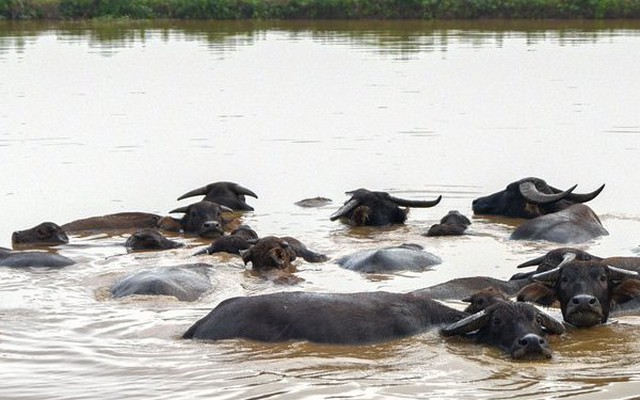 Siêu dự án 230ha trên “đất vàng” Hà Nội ôm đất gần 20 năm không triển khai, nay vào tay đại gia đến từ TPHCM