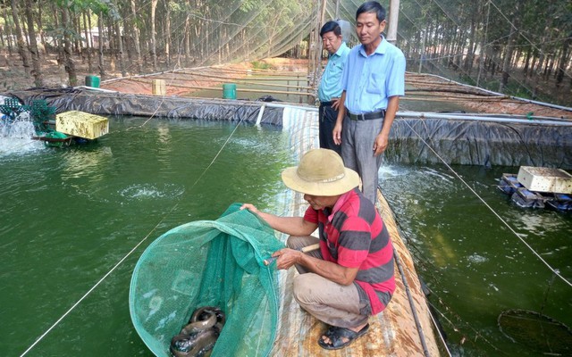 Nuôi loài da trơn được ví như "nhân sâm nước" lão nông thu lãi tiền tỷ