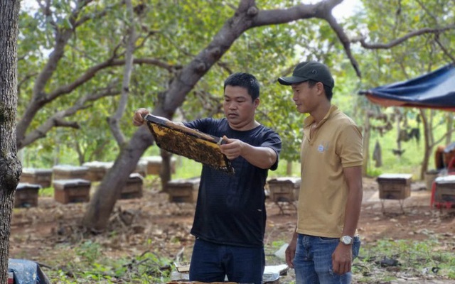 Xã miền núi Gia Lai kỳ vọng đưa con "ăn hương ăn hoa" thành thương hiệu đủ điều kiện xuất khẩu