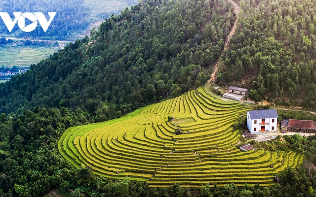 Lên biên giới Bình Liêu (Quảng Ninh) ngắm lúa vàng, lau trắng