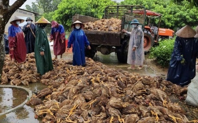 Sau đêm lũ, đàn gà 6.000 con chỉ còn vài con thoi thóp