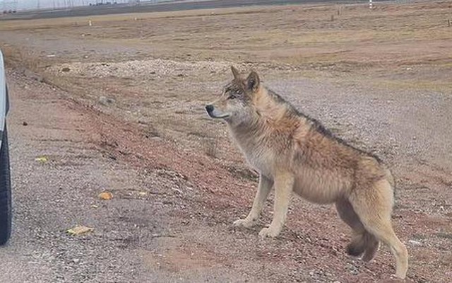 Ngày càng có nhiều con sói lớn ở Hoh Xil dần biến thành 'chó Husky'