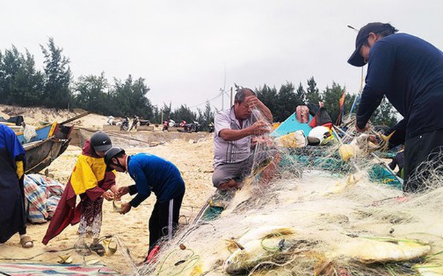 Trúng đậm luồng cá chim vàng, ngư dân Quảng Bình thu 270 triệu trong một buổi chiều