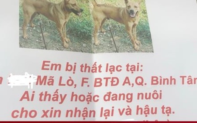 Lên mạng đăng tin tìm vật nuôi, bất ngờ thành 'con mồi' của những kẻ lừa đảo