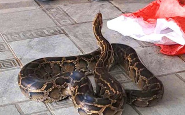 Trăn quý hiếm ‘lạc’ vào vườn nhà dân ở Hà Tĩnh