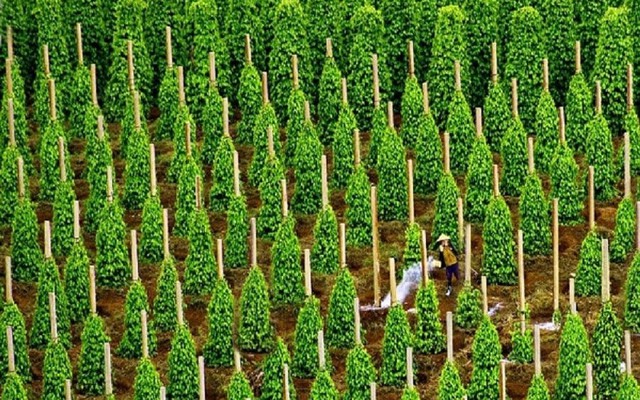 Là thủ phủ sản xuất toàn cầu, Việt Nam thu về hơn 1 tỷ USD từ loại sản vật này: Mỹ, Trung, Ấn và 120 quốc gia liên tục chốt đơn