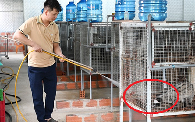 Anh nông dân lãi 500 triệu đồng nhờ "bẻ lái" nuôi con "hiền như cục đất" mê ăn chuối