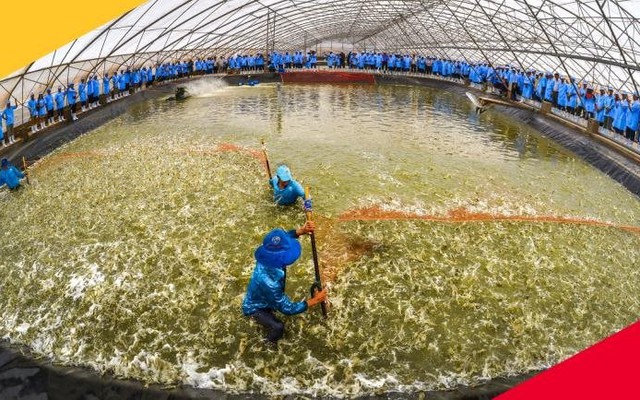 Từng lãi hàng trăm tỷ mỗi năm, Vua tôm giống ‘bước hụt’ còn vài chục tỷ