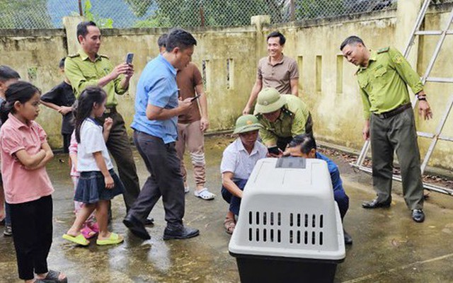 Bắt cá thể voọc quý hiếm sau nhiều ngày 'đại náo' khu vực Phong Nha