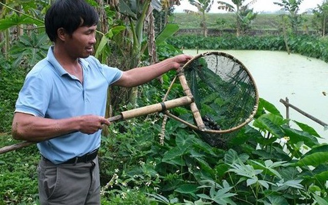 Anh nông dân lãi 400 triệu đồng/năm nhờ "bẻ lái" nuôi con đặc sản siêu mắn đẻ