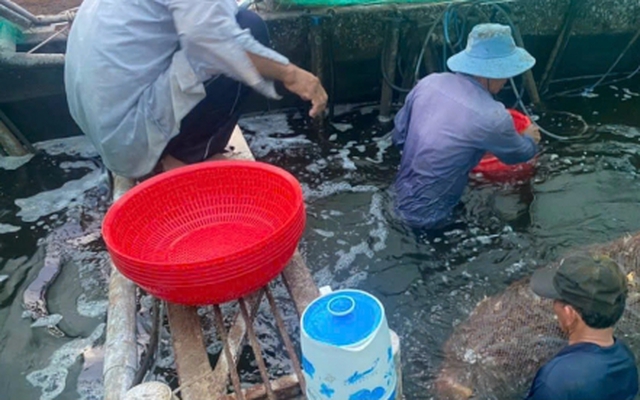 Tôm thẻ giá kỷ lục, người nuôi ở Tiền Giang lãi to