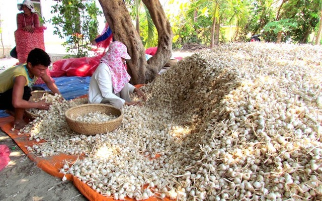 Loại củ người Việt để ở xó bếp được Trung Quốc mua nhiều, danh y Hoa Đà coi là 'kho báu'