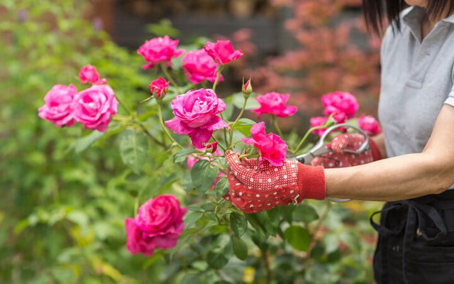 Mùa đông cắt tỉa 3 loại cây này, hoa sẽ nở tưng bừng vào mùa xuân