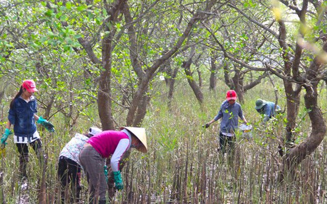 Lội bùn săn đặc sản mưu sinh ở rừng bần