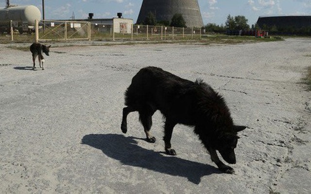 Tại sao những con chó tại Chernobyl trải qua quá trình tiến hóa vô cùng nhanh chóng?