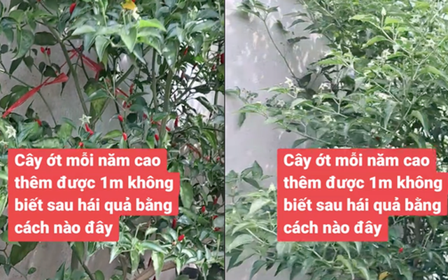 Cây ớt "cao nhất Việt Nam": Lên tới 3m, chủ nhân "đau đầu" không biết phải hái kiểu gì