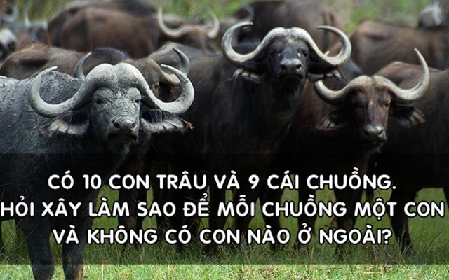 Làm sao để nhốt đều 10 con trâu vào 9 cái chuồng? Đáp án đơn giản đến không ngờ nhưng chưa chắc bạn đã nghĩ ra