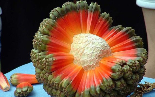Những loại trái cây kỳ lạ nhất trên hành tinh của chúng ta!