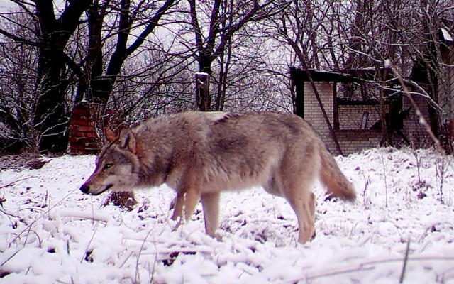 Tiết lộ về khả năng bất ngờ của sói Chernobyl
