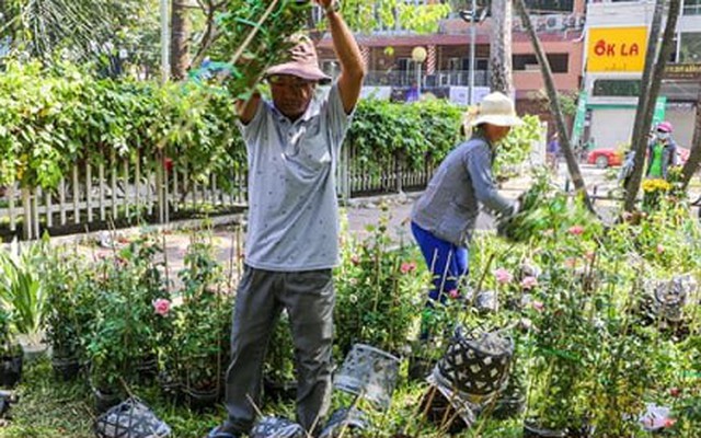 Đập bỏ hoa, cây cảnh trên phố là hành vi phá hoại nơi công cộng