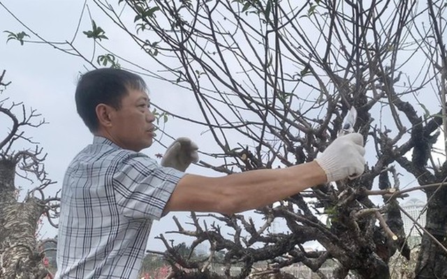 Dân buôn đào quất vừa ăn 'quả đắng' vụ Tết