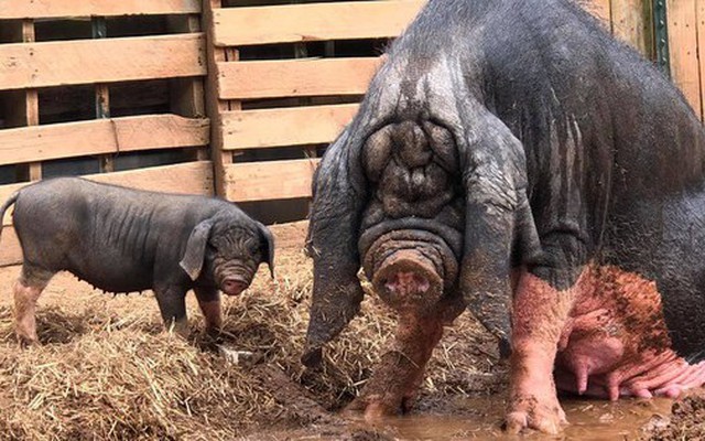 Lợn có sức chiến đấu không mạnh lắm, vậy tại sao chúng vẫn chưa bị tuyệt chủng?