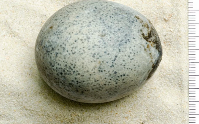 Cận cảnh quả trứng vẫn nguyên lòng đỏ, lòng trắng sau 1.700 năm, có thể tiết lộ bí mật về loài chim xuất hiện gần hai thiên niên kỷ trước