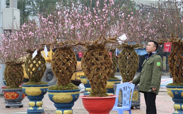 Đào bện thành bình, phủ kín rêu đắt khách ở Hà Tĩnh