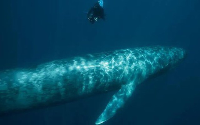 Phát hiện DNA "ma" ở cá voi xanh: Do giao phối với loài khác