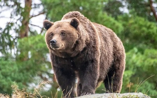 Bị gấu truy đuổi, người phụ nữ 31 tuổi chết thương tâm