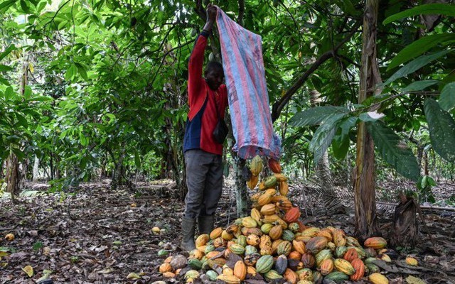 Cơn hoảng loạn của thị trường cacao: Thiếu nguồn cung nghiêm trọng nhất 60 năm, dịch bệnh khiến nông dân không có cách nào khác phải chặt bỏ cây và trồng lại