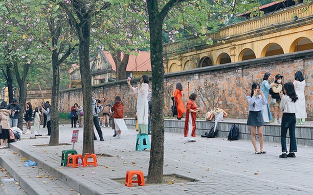 Hoa ban tím "mất mùa", dân tình phải mang cả... ghế nhựa theo để đứng lên chụp ảnh cho đẹp