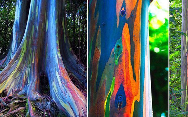 Bạch đàn cầu vồng: Loài cây được mệnh danh là cây đẹp nhất thế giới