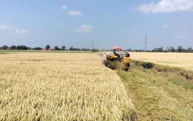 Giá lúa liên tục giảm, nông dân miền Tây 'đứng ngồi không yên'