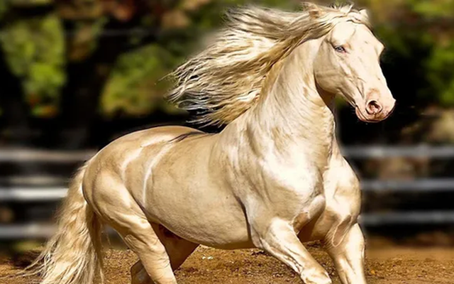 Xôn xao thông tin ngựa Akhal-Teke xuất hiện tại Việt Nam: Giống ngựa quý hiếm, đắt đỏ bậc nhất hành tinh khiến giới siêu giàu khao khát