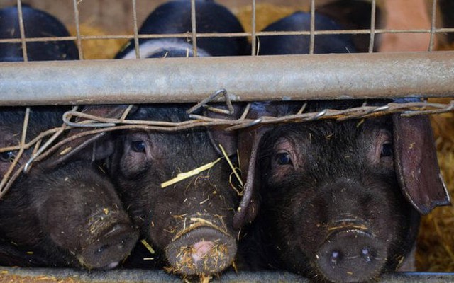 Bể phốt ở trại lợn Trung Quốc tỏa khí độc khiến 7 người tử vong
